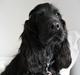 Cocker spaniel Charlie