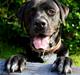 Blanding af racer Baloo