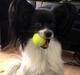 Papillon Knirkebo's Kalii