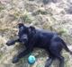 Staffordshire bull terrier Angel carbonara staff sodalis