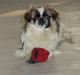 Pekingeser Kitty