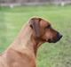 Rhodesian ridgeback Mougli
