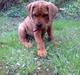 Broholmer shelby