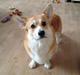 Welsh corgi pembroke Buddy