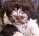 Bichon havanais Charlie