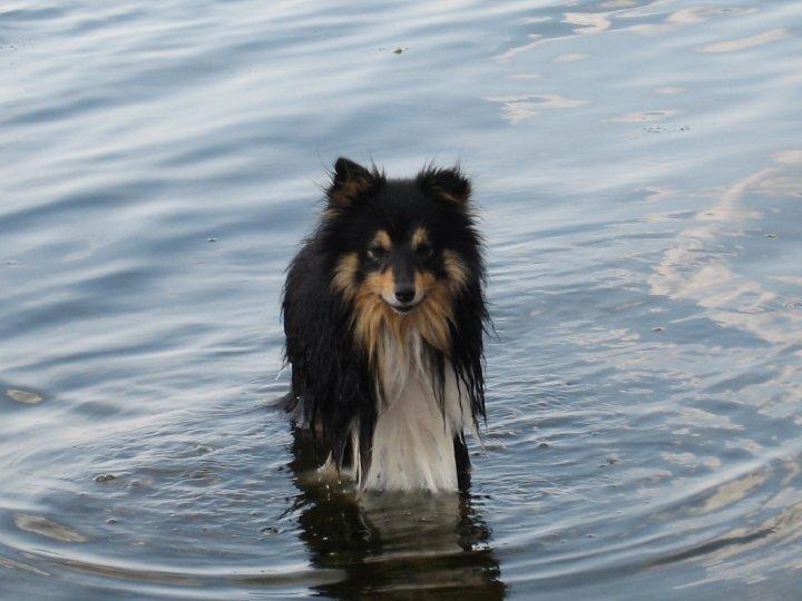 Shetland sheepdog Zimba *RIP* billede 1