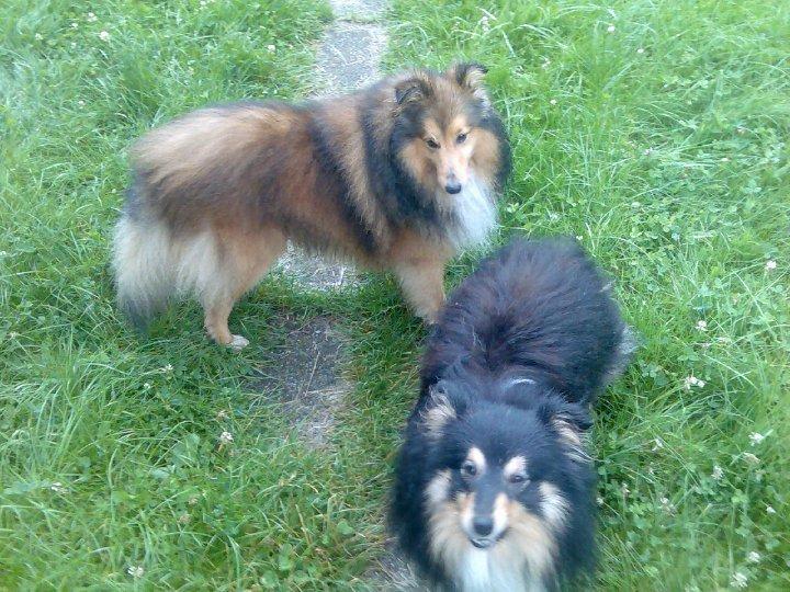 Shetland sheepdog Zimba *RIP* billede 3