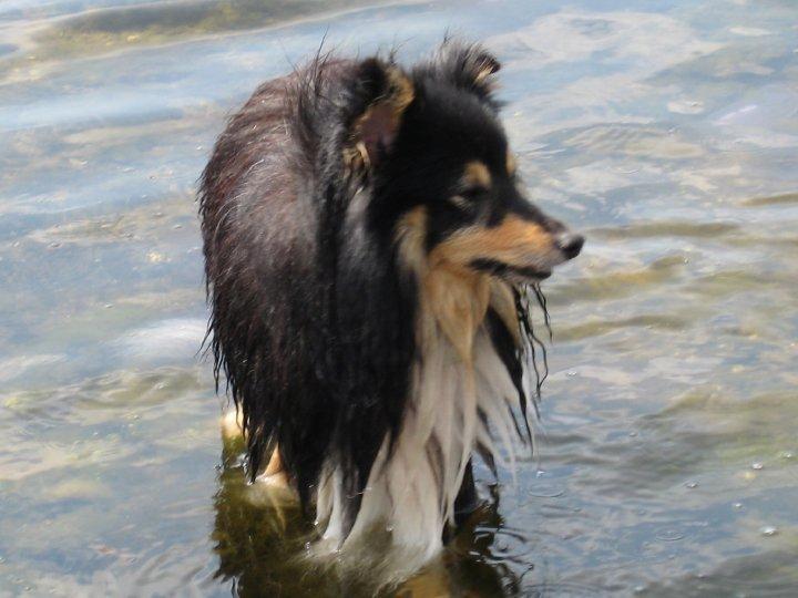 Shetland sheepdog Zimba *RIP* billede 4