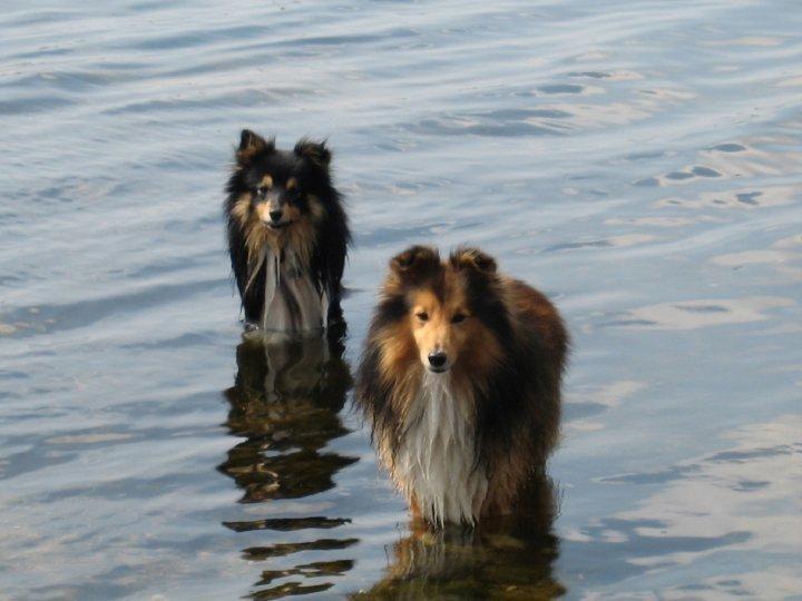 Shetland sheepdog Zimba *RIP* billede 5