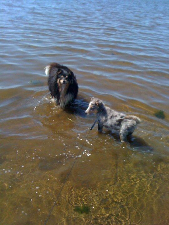 Shetland sheepdog Zimba *RIP* billede 6