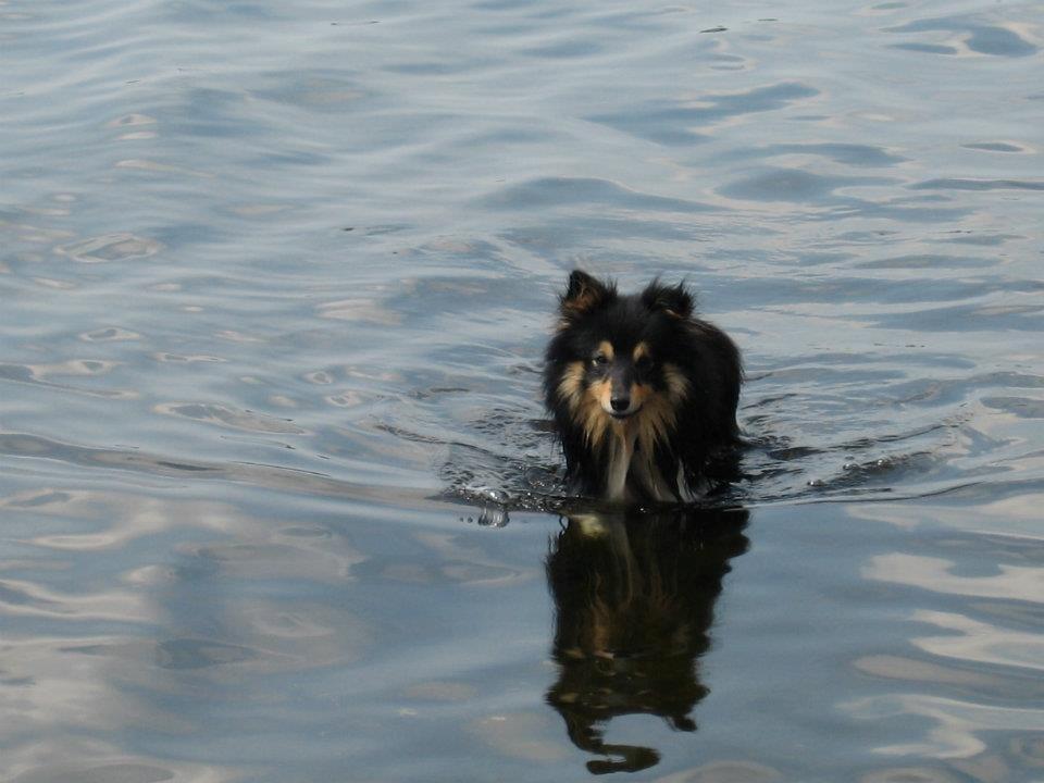 Shetland sheepdog Zimba *RIP* billede 7