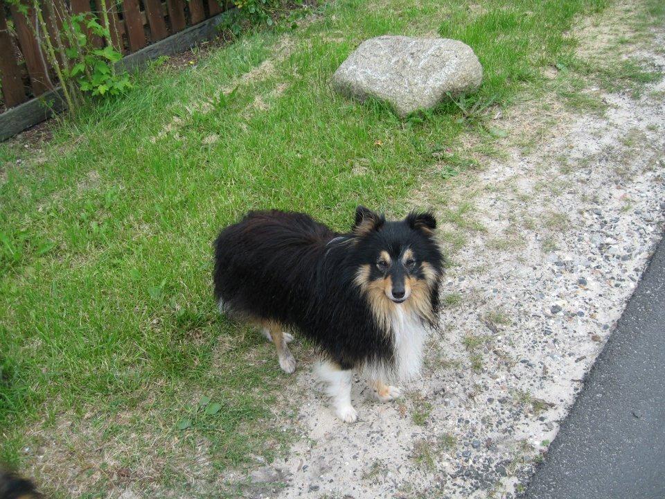 Shetland sheepdog Zimba *RIP* billede 9