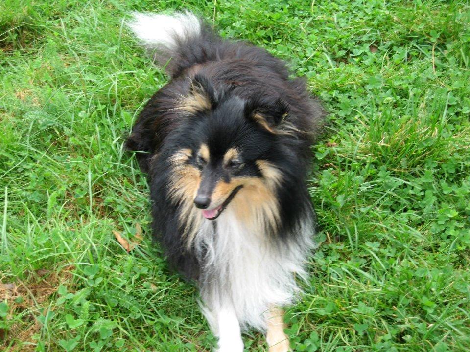 Shetland sheepdog Zimba *RIP* billede 10