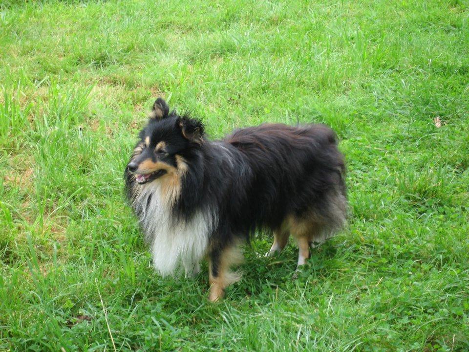 Shetland sheepdog Zimba *RIP* billede 12