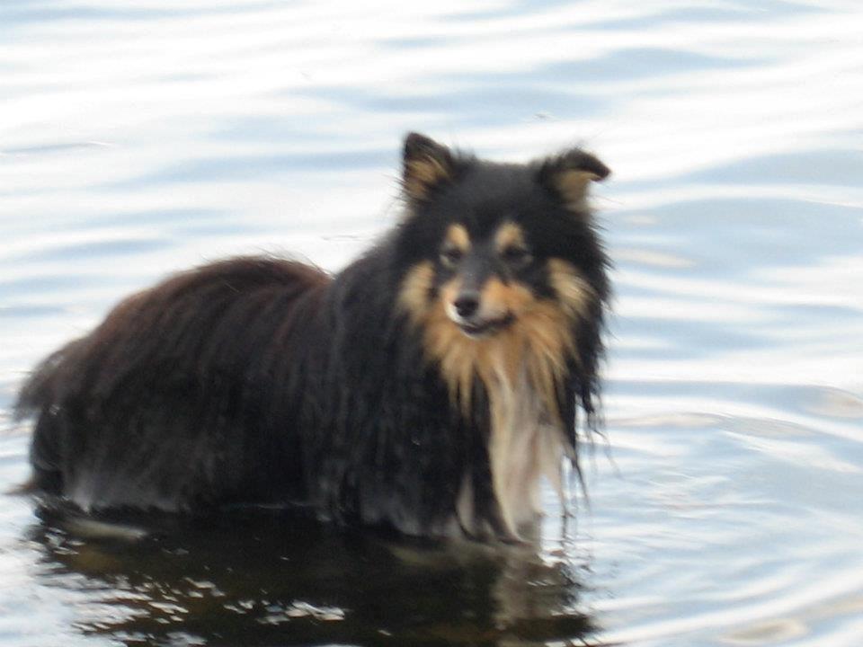 Shetland sheepdog Zimba *RIP* billede 13