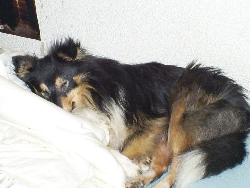 Shetland sheepdog Zimba *RIP* billede 14