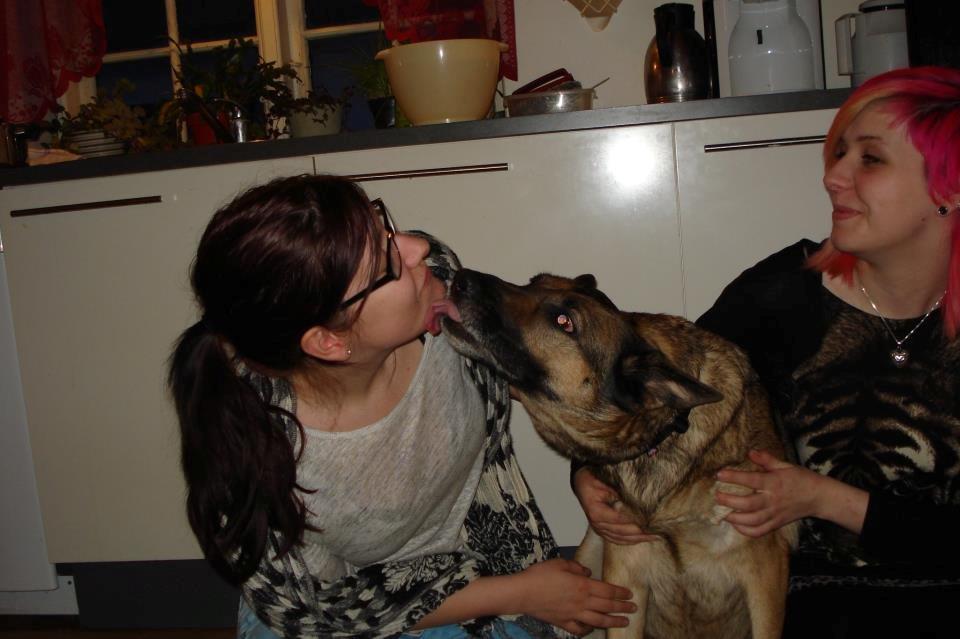 Schæferhund jackie billede 10