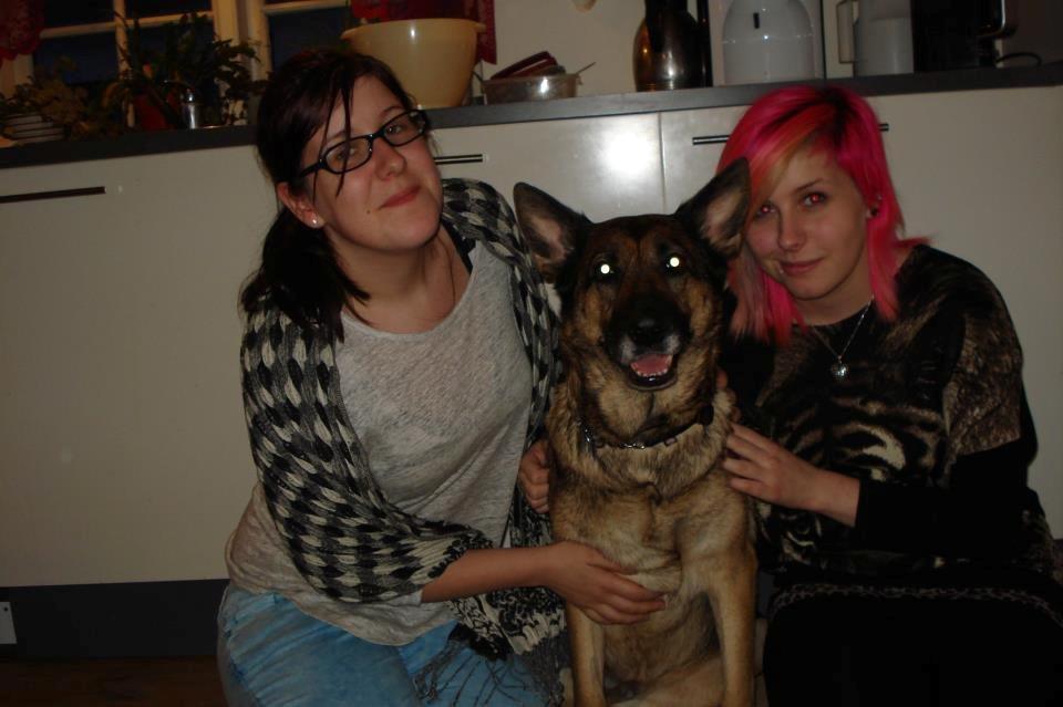 Schæferhund jackie billede 11