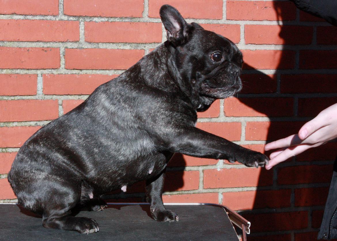 Fransk bulldog Aja - Aja 7½ år billede 14