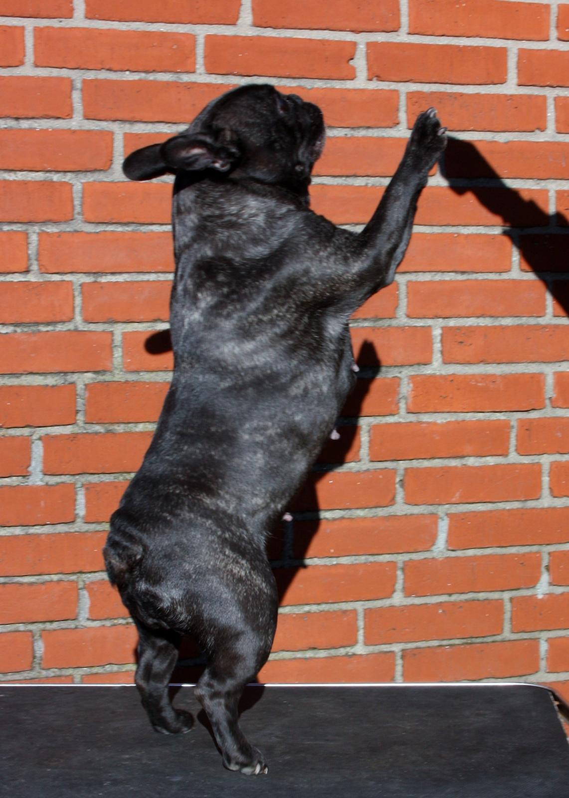 Fransk bulldog Aja billede 15