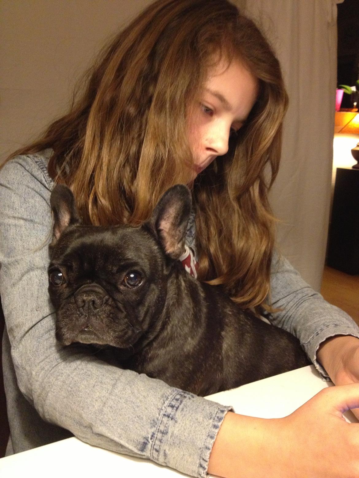 Fransk bulldog Aja billede 16