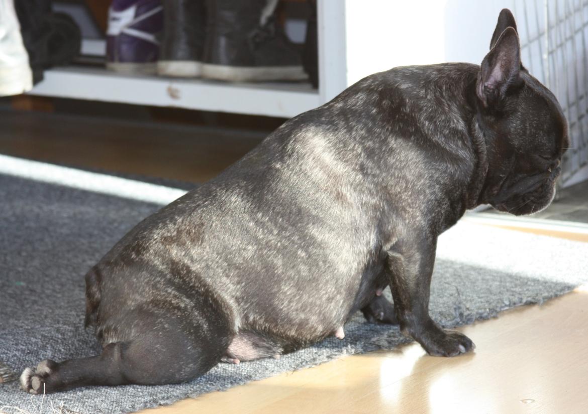 Fransk bulldog Aja - Aja nyder sine gamle dage 7 ½ år  billede 17