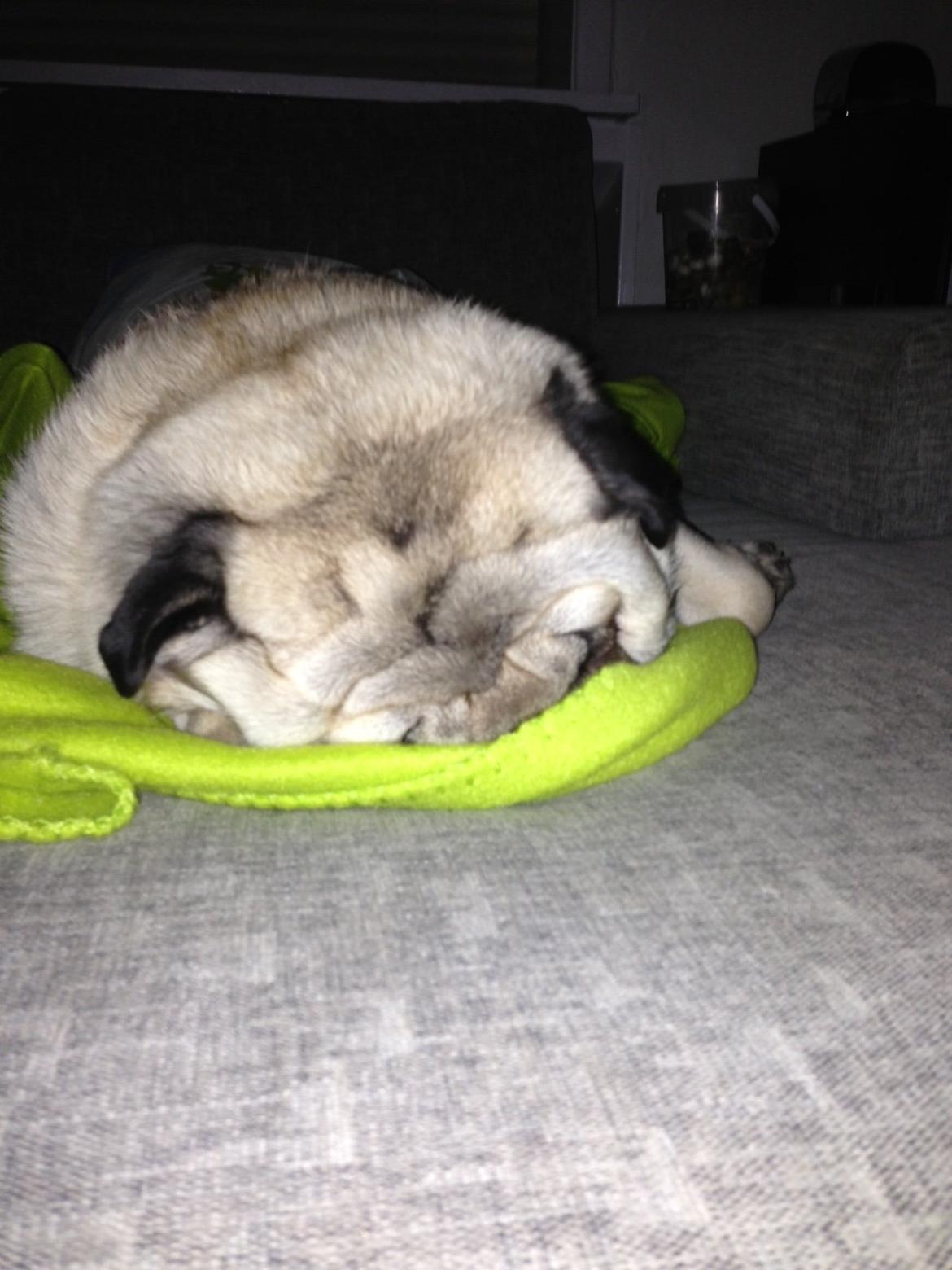 Mops Chaos billede 6