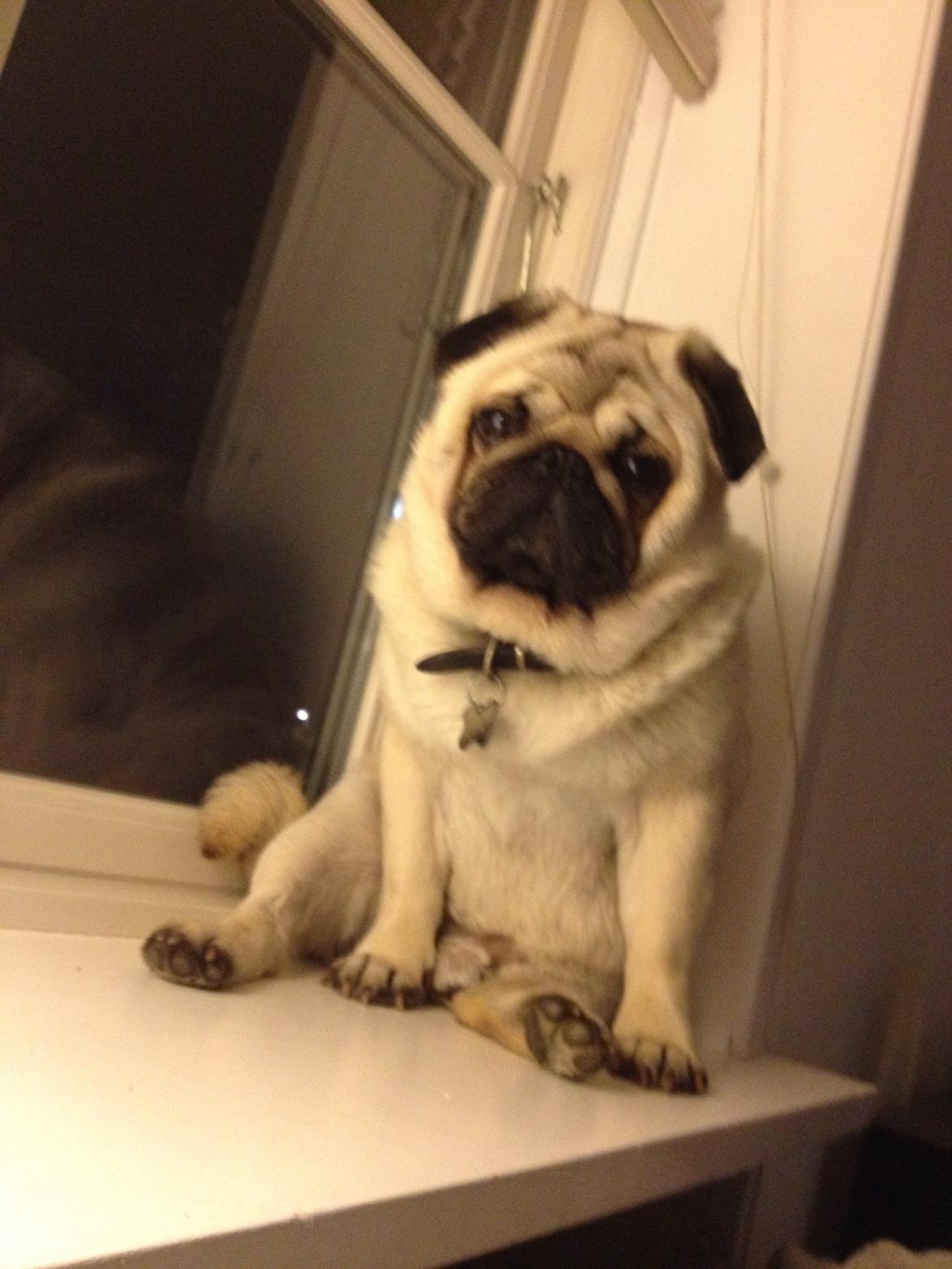 Mops Chaos billede 7