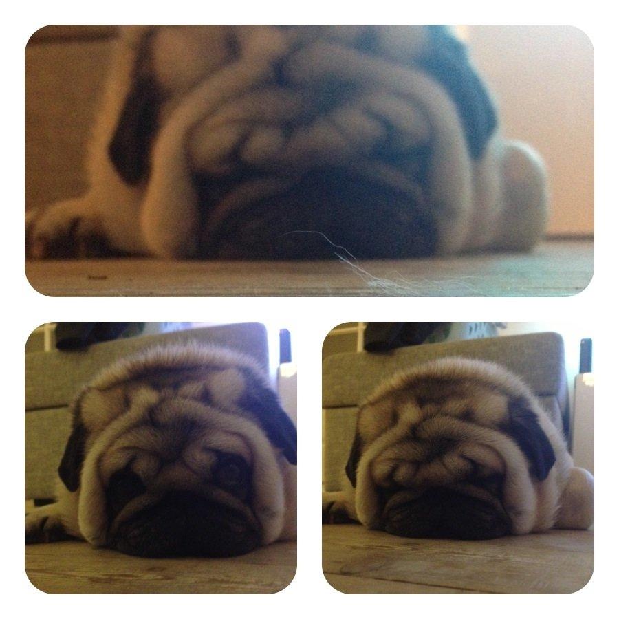 Mops Chaos billede 8