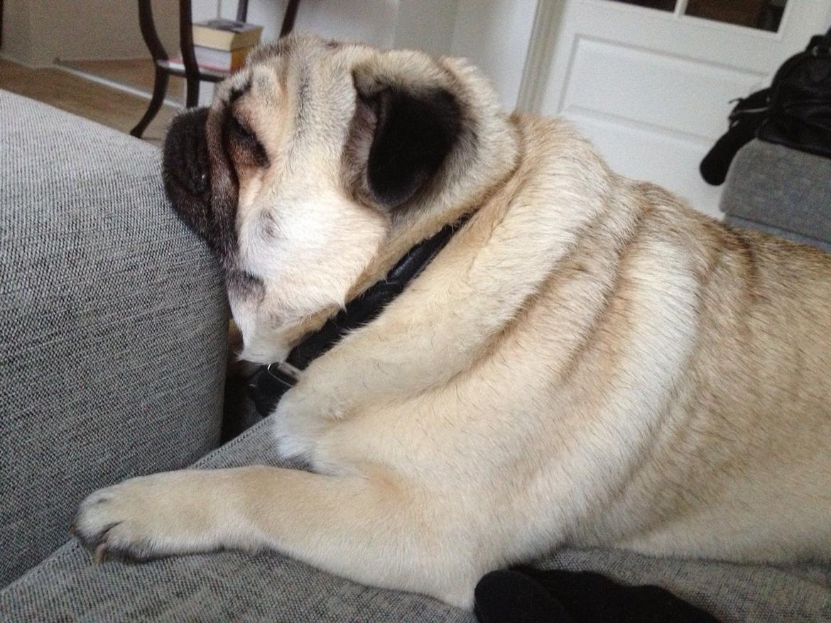 Mops Chaos billede 9