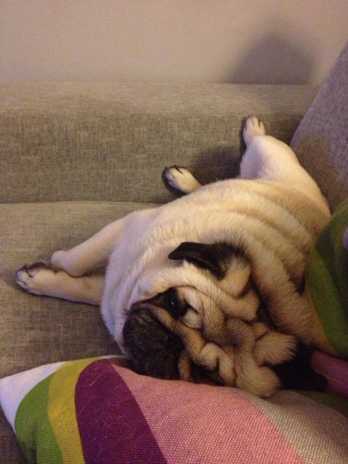 Mops Chaos billede 10