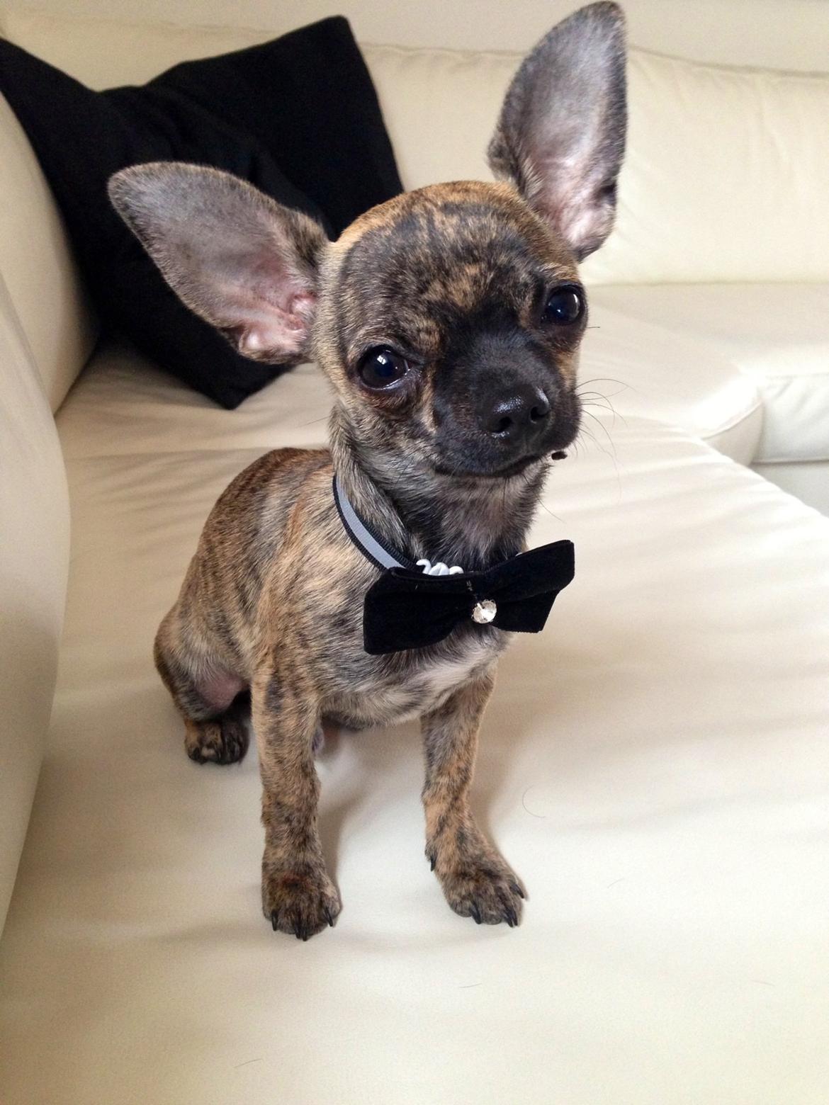 Chihuahua Kenai billede 2