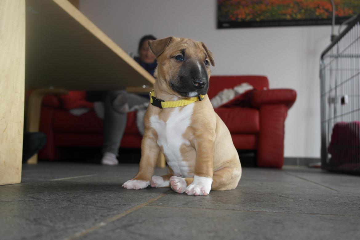 Bullterrier miniature Bullcreeks A Taste Of Honey 'Abby' billede 5