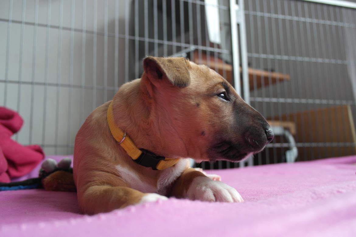 Bullterrier miniature Bullcreeks A Taste Of Honey 'Abby' billede 6