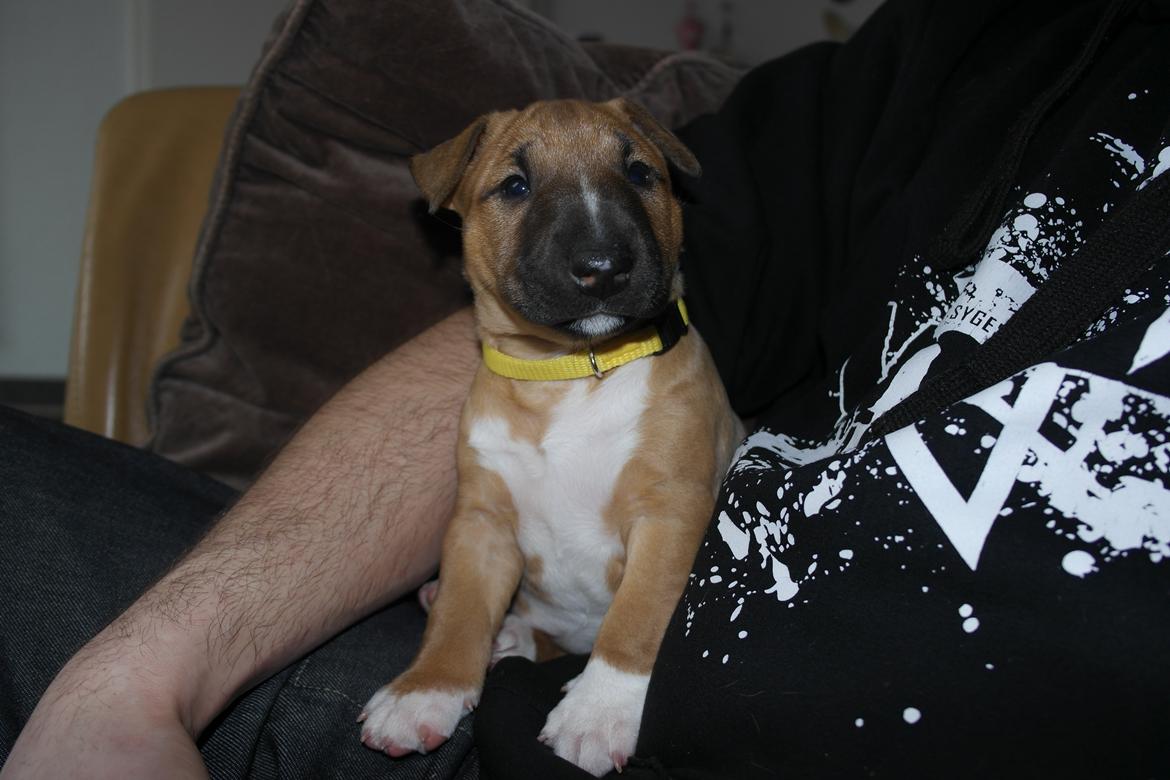 Bullterrier miniature Bullcreeks A Taste Of Honey 'Abby' billede 7