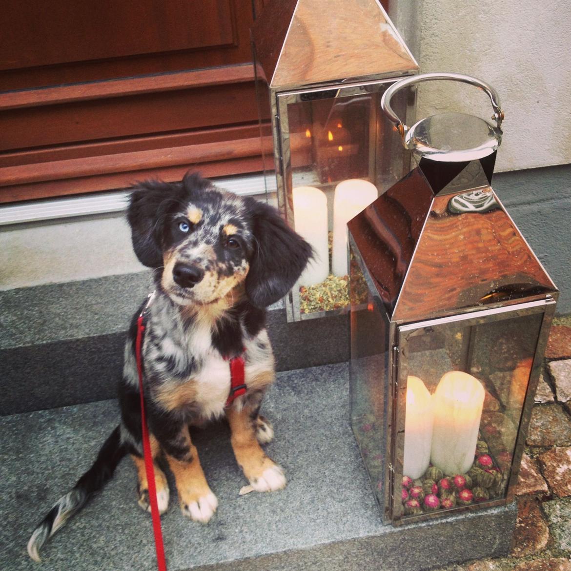 Blanding af racer Merci 6 år <3 - 18 uger billede 4