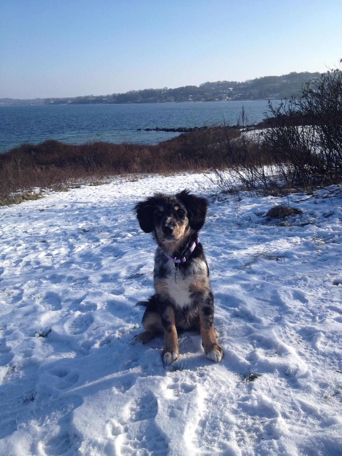 Blanding af racer Merci 6 år <3 - Merci på stranden 18 uger billede 19