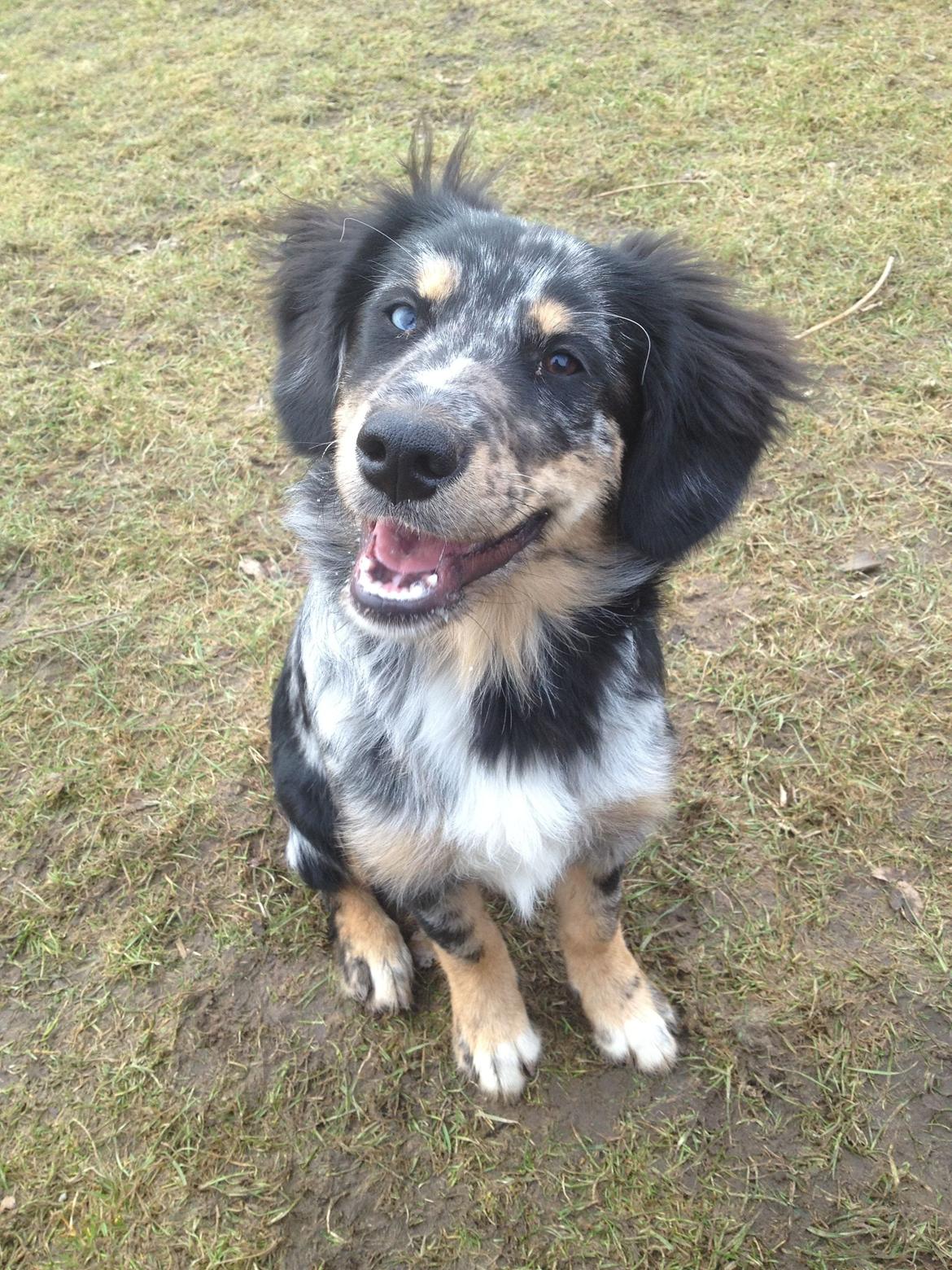 Blanding af racer Merci 6 år <3 - Charmetrolden, 20 uger billede 5