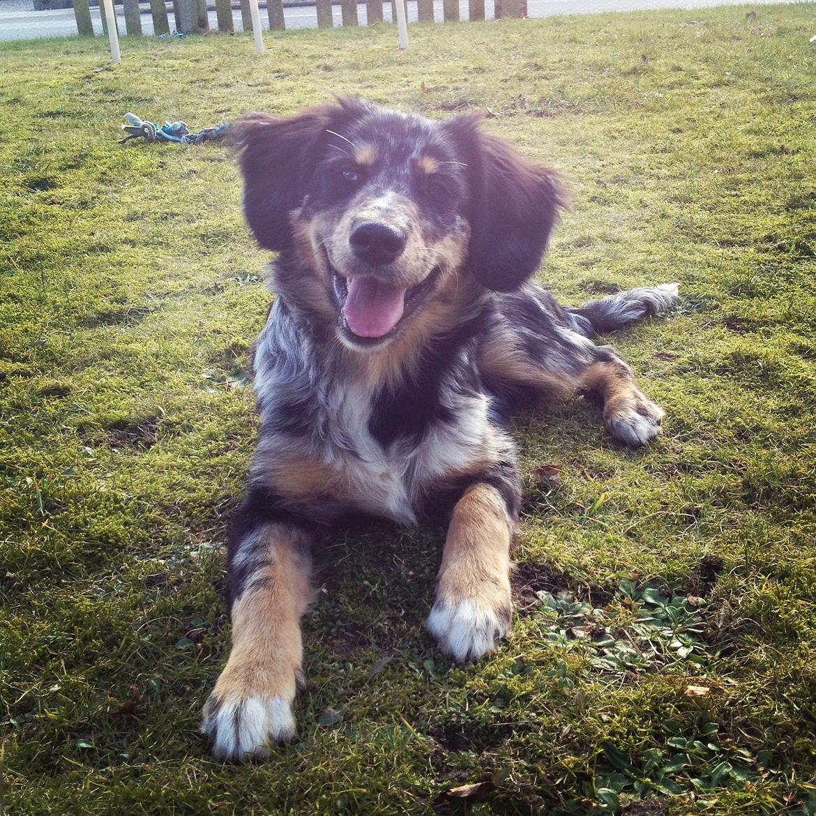 Blanding af racer Merci 6 år <3 - 21 uger billede 3