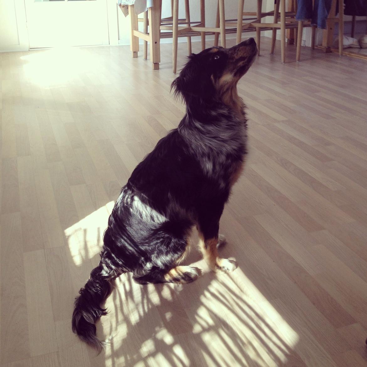 Blanding af racer Merci 6 år <3 - 23 uger, Merci har fundet en reflektion fra min Ipad i loftet billede 6