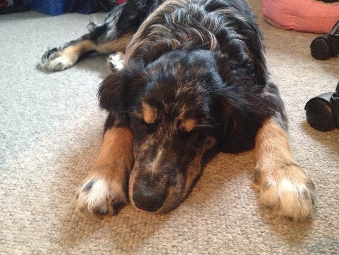 Blanding af racer Merci 6 år <3 - 23 uger billede 7