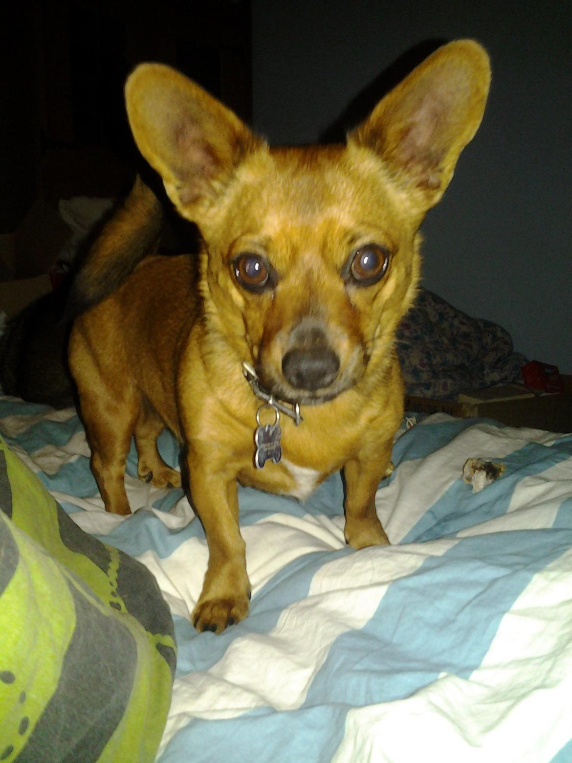 Blanding af racer Mikki billede 8