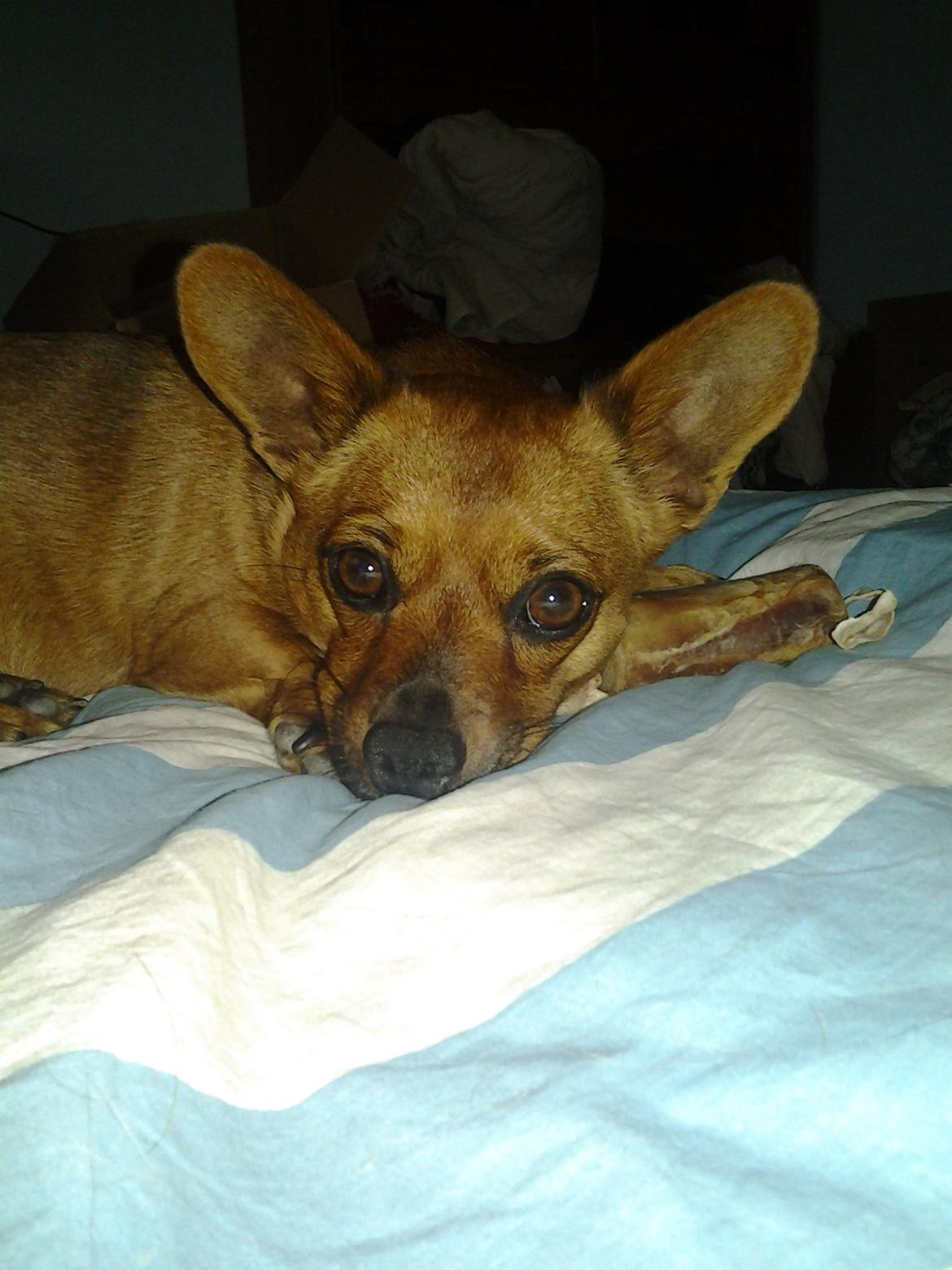 Blanding af racer Mikki billede 9