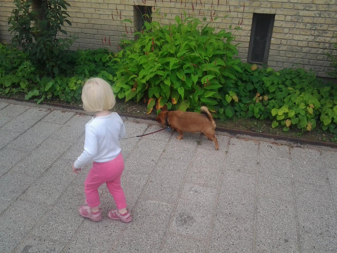 Blanding af racer Mikki - på tur med min niece på 2 år billede 10