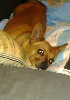 Blanding af racer Mikki - så kan man vist lige holde det ud billede 11