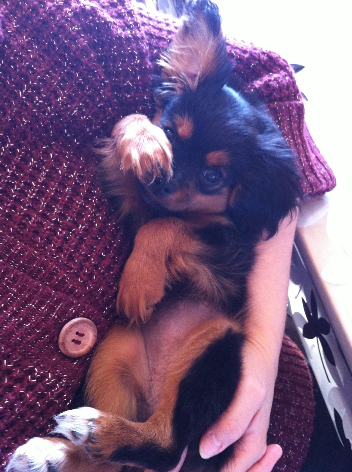 Blanding af racer Stella - <3 billede 12