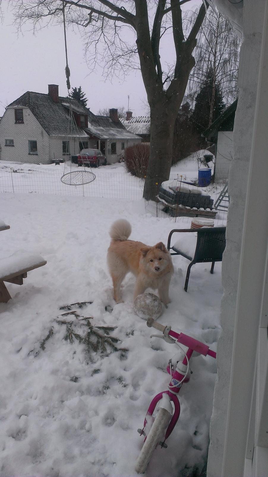 Finsk lapphund Bella billede 17