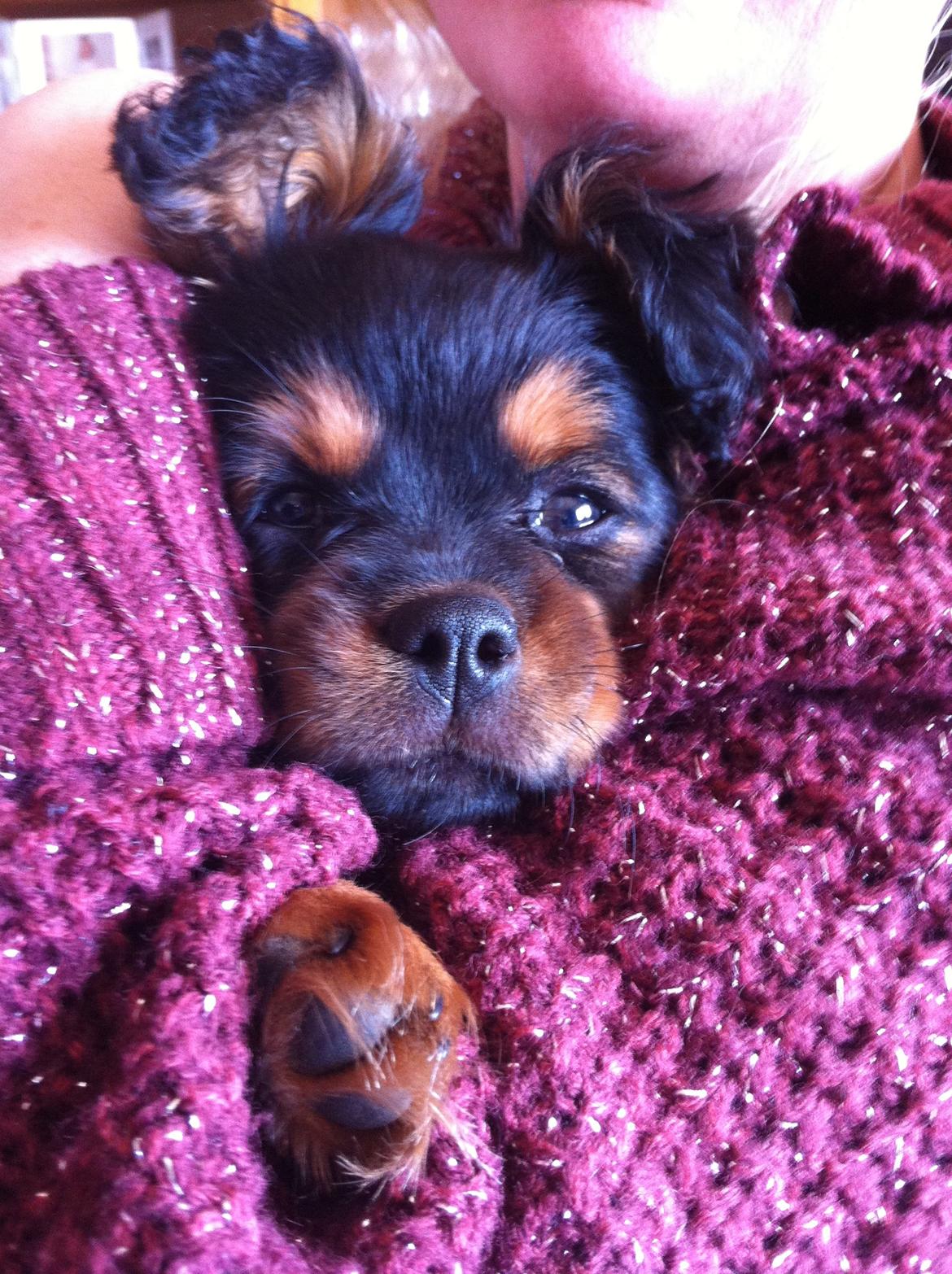 Blanding af racer Stella - haha  billede 13