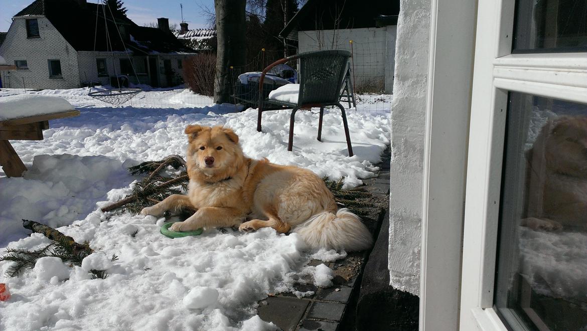 Finsk lapphund Bella billede 18