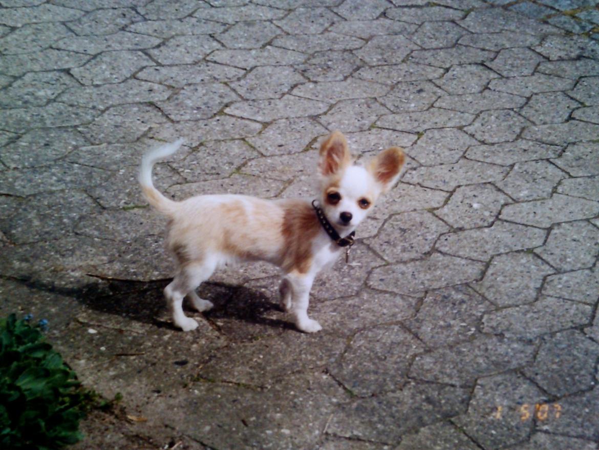 Chihuahua Viktor - Viktor - 3 måneder  billede 23